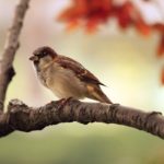 Poznaj opinie klientów o usługach ornitologicznych w warszawie