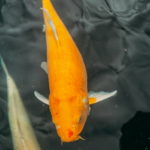 Towarzystwo dla karpi koi: Z jakimi rybami można łączyć japońskie klejnoty w jednym stawie?