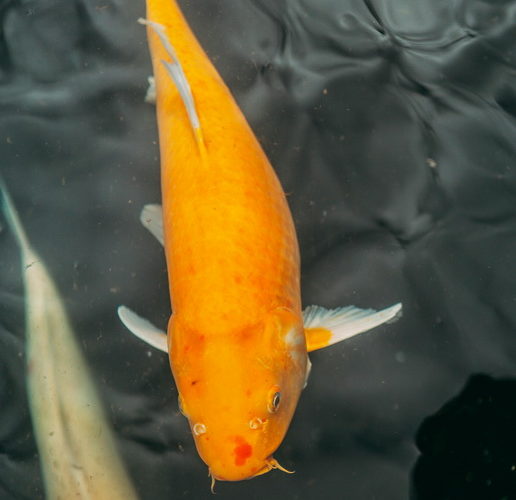 Towarzystwo dla karpi koi: Z jakimi rybami można łączyć japońskie klejnoty w jednym stawie?